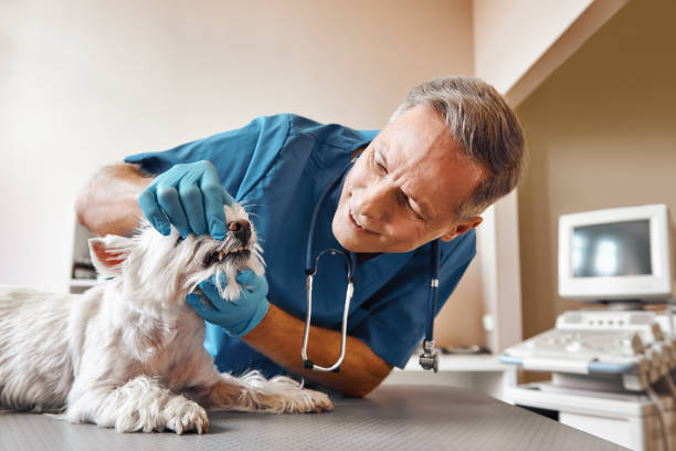 Best Broken or Chipped Tooth Repair in Edgewood, FL